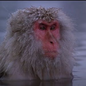 Meet your Posher, Devon